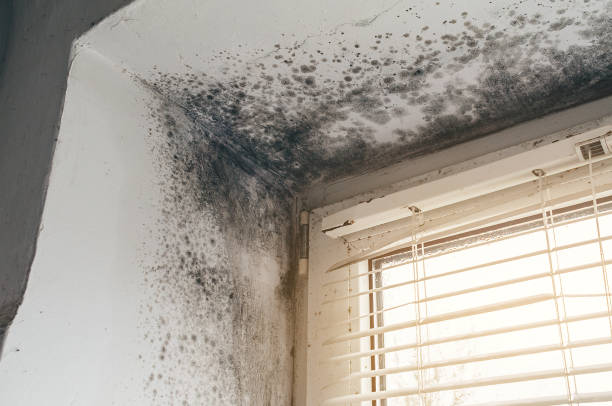 Affordable Mold Cleanup solutions in Cabin John, MD